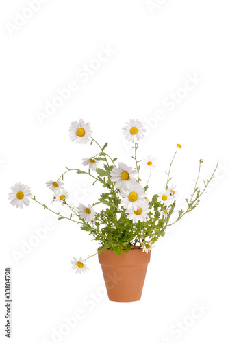 Fototapeta Naklejka Na Ścianę i Meble -  White Daisies