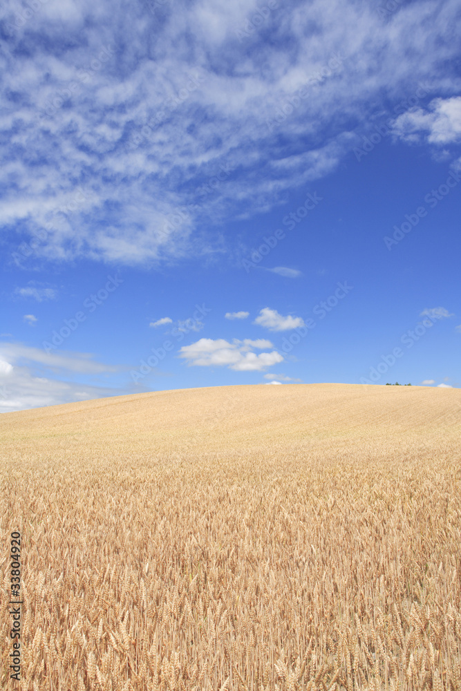 雲と麦畑