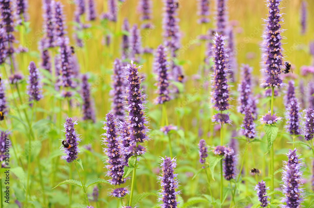 Fototapeta premium Blumen 210
