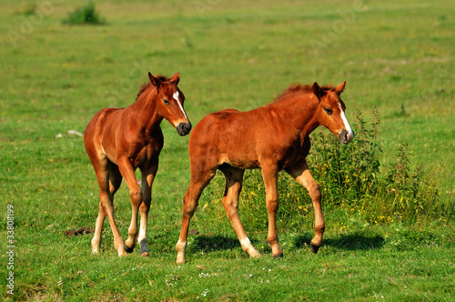 two foals are played on grass
