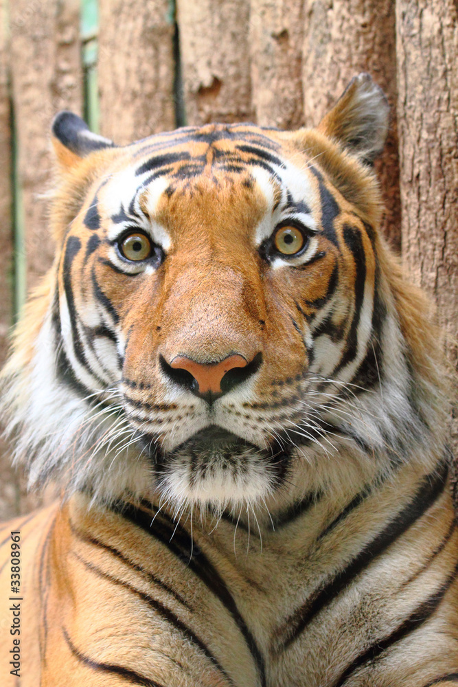 Fototapeta premium head of tiger