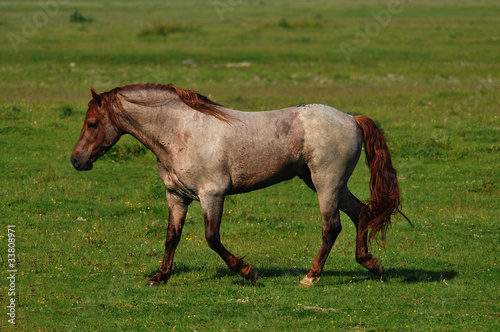 a beautiful stallion