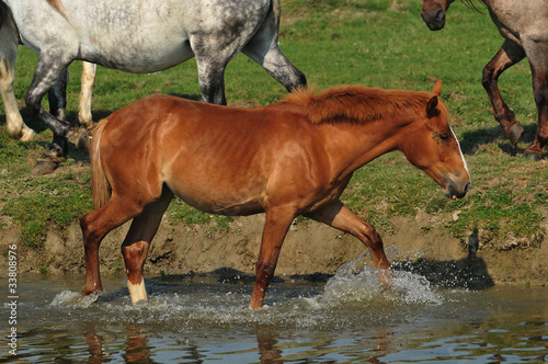 Fototapeta Naklejka Na Ścianę i Meble -  horses on the watering hole