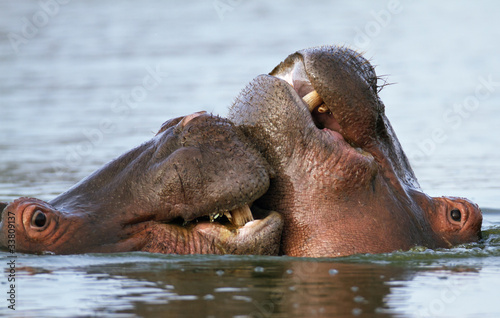 Hippo's inter-acting
