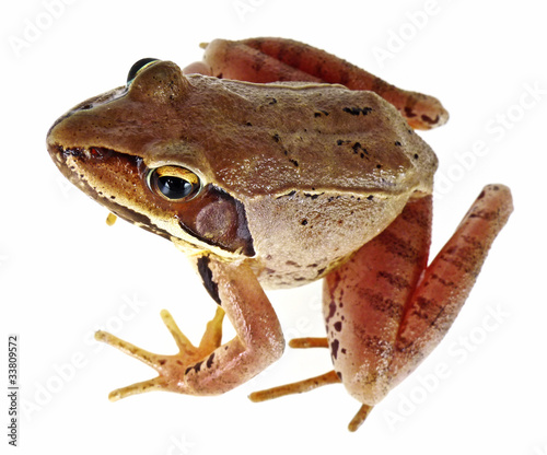 frog Rana temporaria isolated on white
