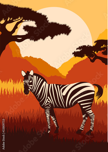 Zebra in wild nature landscape illustration © kstudija