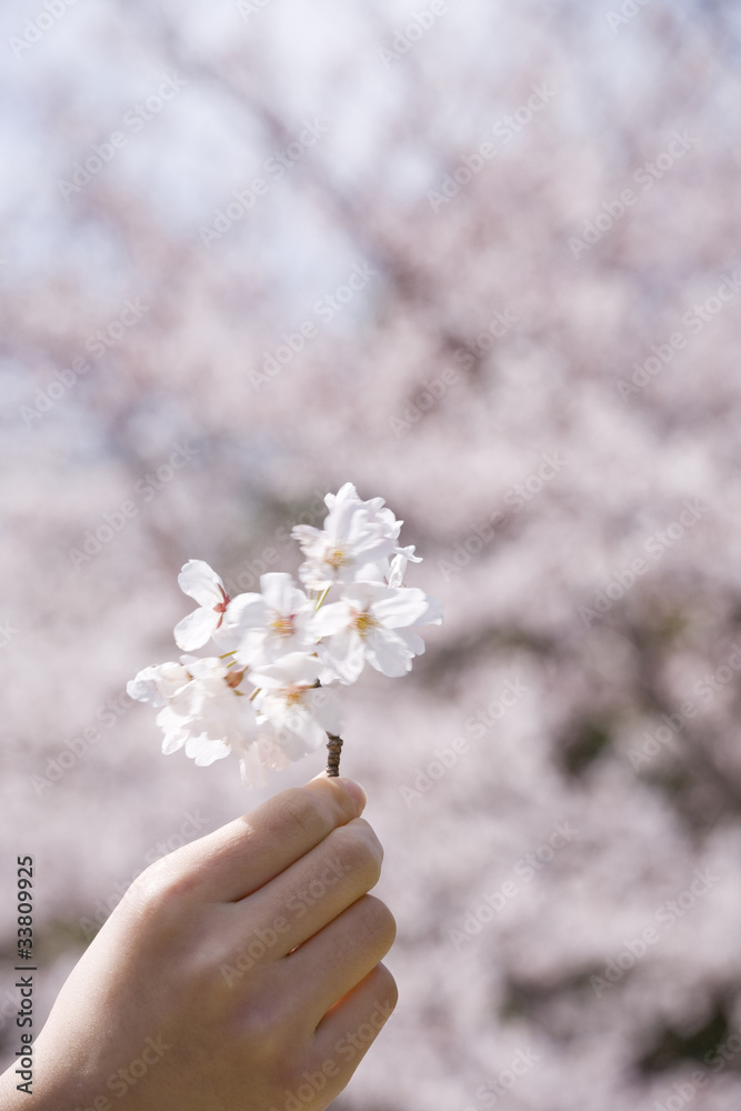 桜の花を持つ女子高生の手 Stock Photo Adobe Stock
