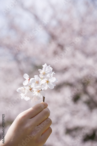 桜の花を持つ女子高生の手 Stock Photo Adobe Stock