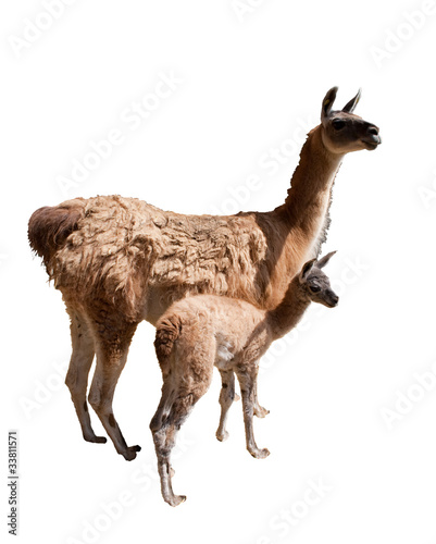 Lamas, Mutter Kind © Hans-Jörg Nisch