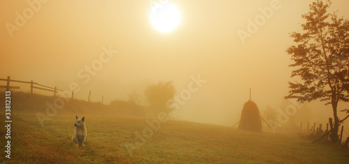 Fototapeta Naklejka Na Ścianę i Meble -  Lonely dog in the misty morning