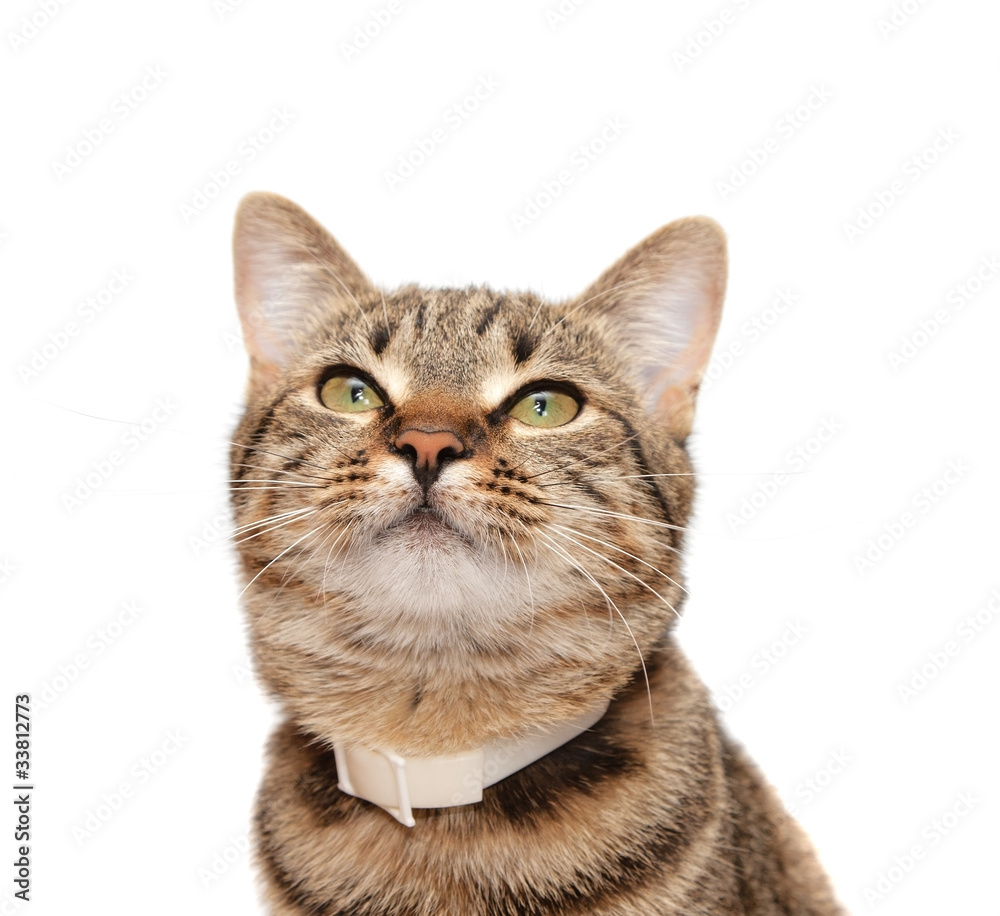 Striped cat in a collar
