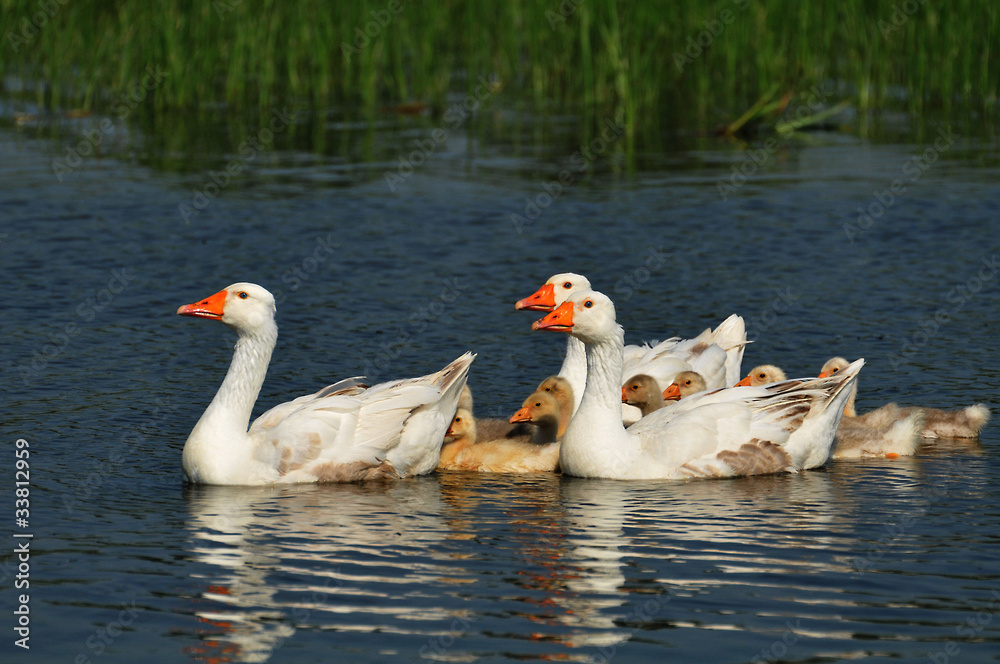 Fototapeta premium geese on the water with a small geese