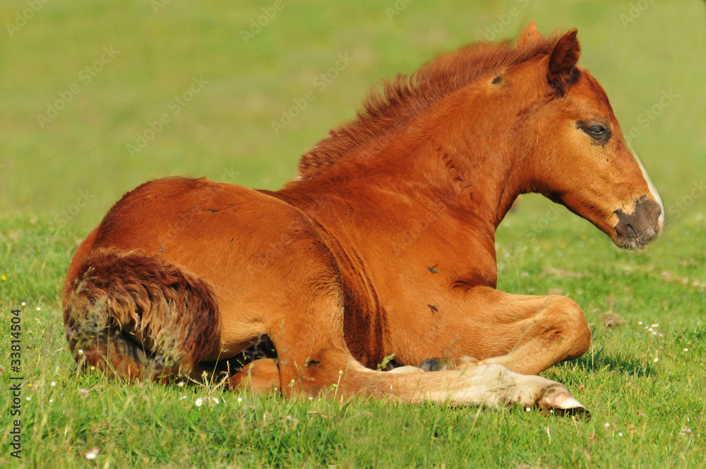 Fototapeta premium foal on grass