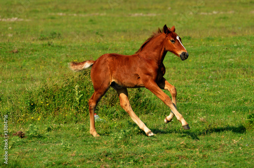 foal on grass