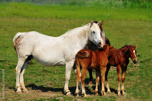 mare with foal.