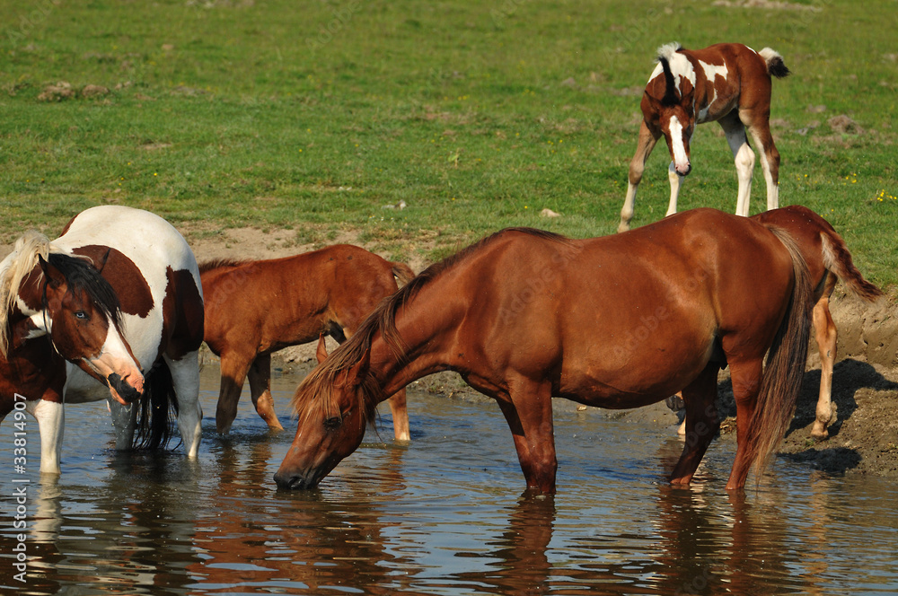 Fototapeta premium horses on the watering hole