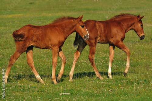 two foals are played on grass