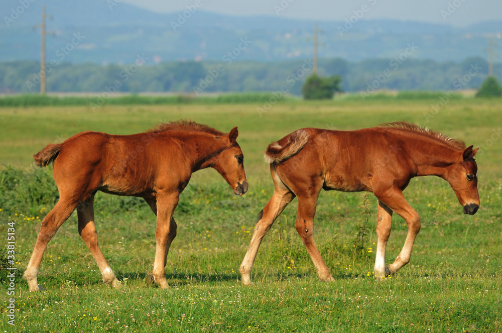 two foals are played on grass