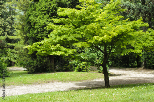 Japanese maple tree in a park