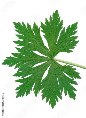 leaf of wild geranium plant