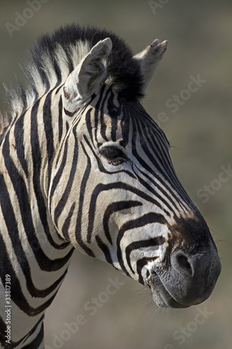 Portrait of Burchells zebra  Equus Burchelli