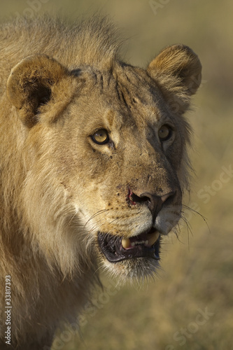Close-up portrait of young male lion  Panthera leo