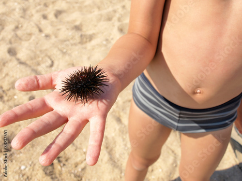 Fotografie Sea urchin