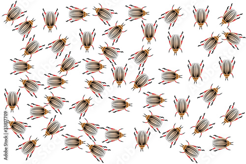 The Colorado potato beetles