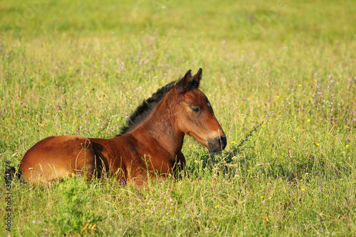 horse brown foal lying in pasture