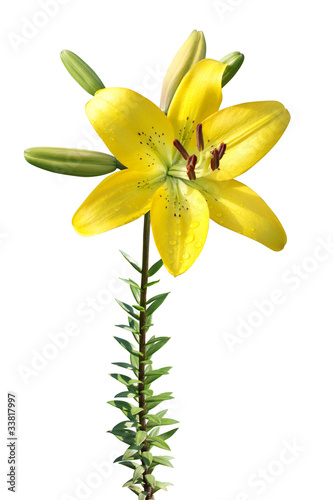 Yellow lily isolated on a white background