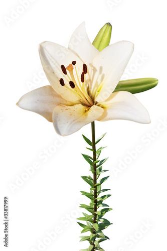 White lily isolated on a white background
