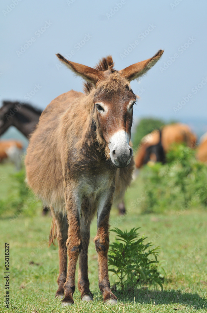 ass on the grass ass on the grass