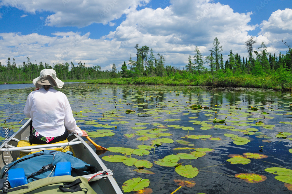 Obraz premium Paddling through the lily pads