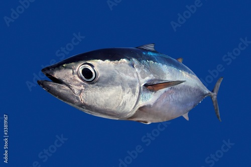 Bluefin tuna Thunnus thynnus fish isolated on blue photo