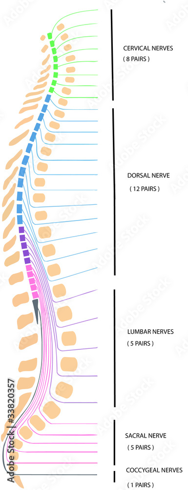 spina dorsale - obrazy, fototapety, plakaty 