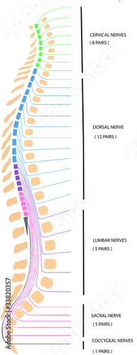 spina dorsale photo