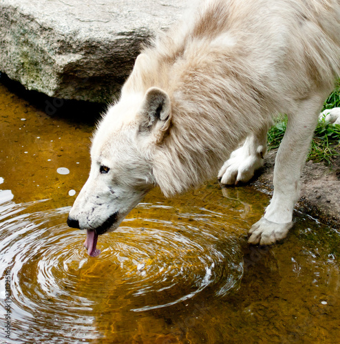 wolf photo