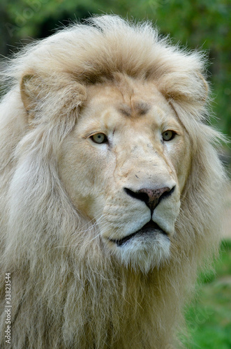 Portrait d un lion blanc