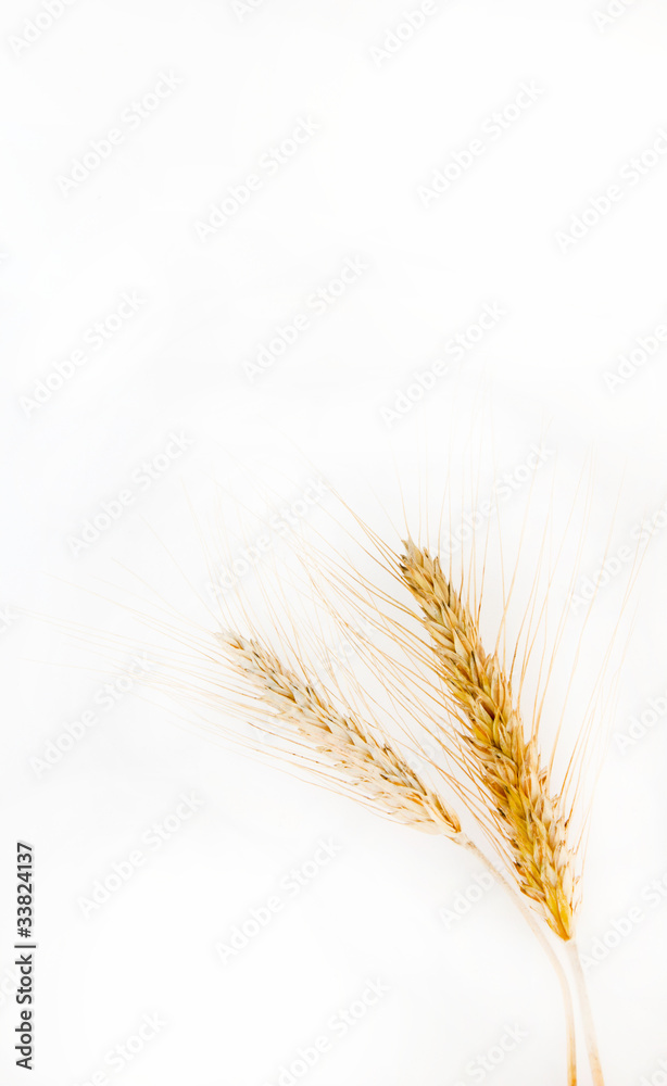 Obraz premium Wheat