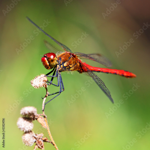 A red dragonfly at rest Sympetrum vulgatum