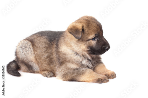 sheepdogs puppy isolated on white background