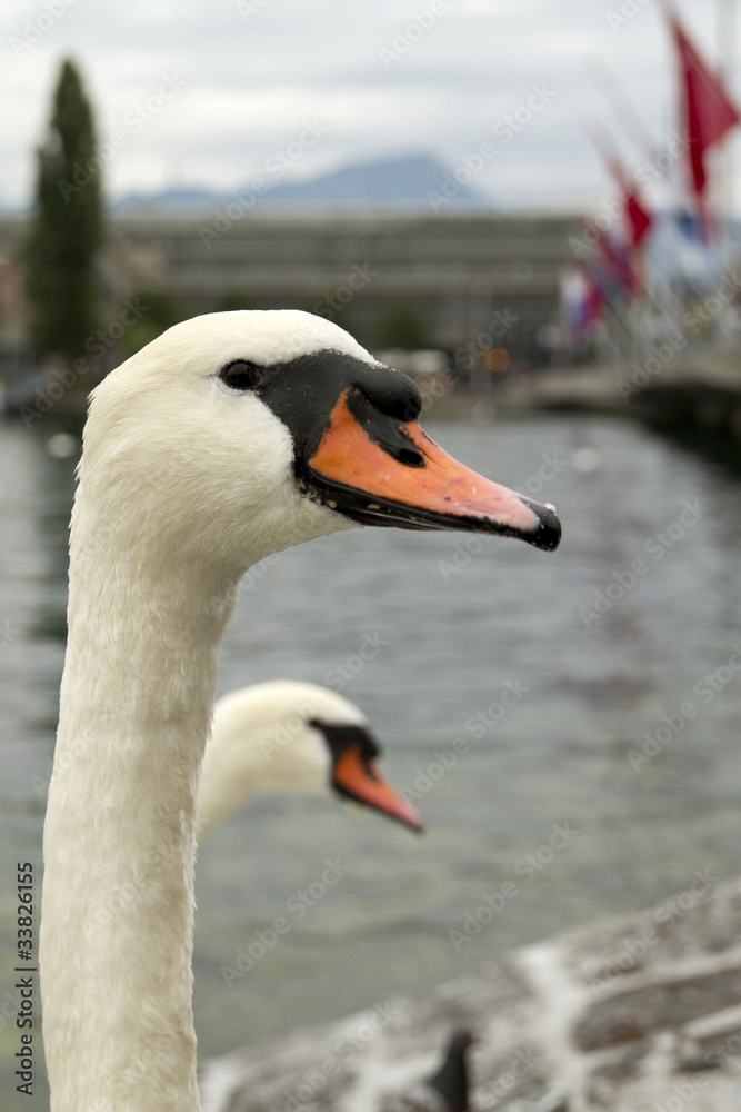 White Swans Luzern Switzerland