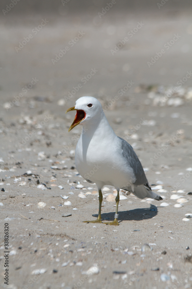 Schreiende Möwe