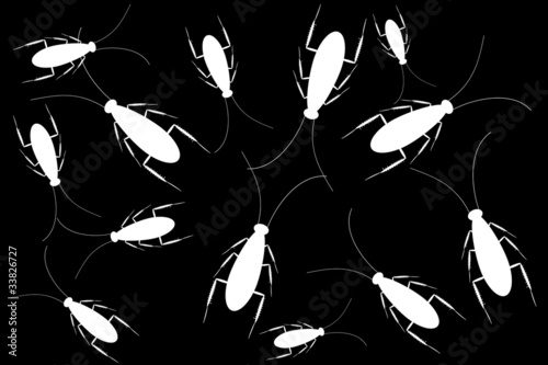 White cockroaches isolated on black background