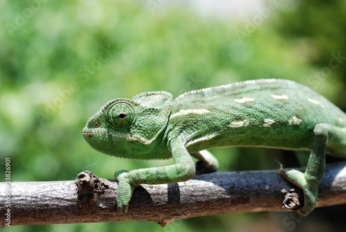 Chameleon on branch