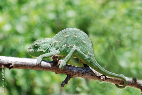 Chameleon on branch © DreaMaker