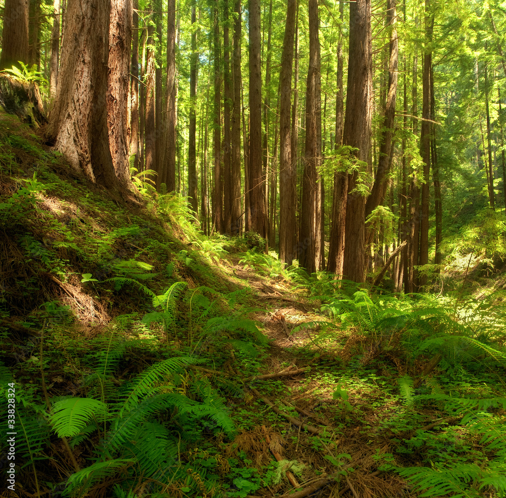 A lush, undisturbed Redwood forest Central California