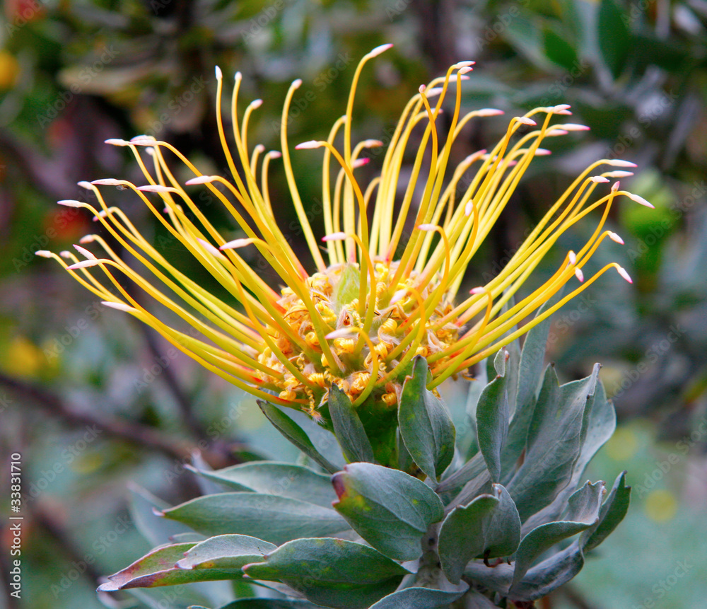 PIncushion yellow protea PIncushion yellow protea