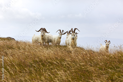 Kashmir goats, North Wales