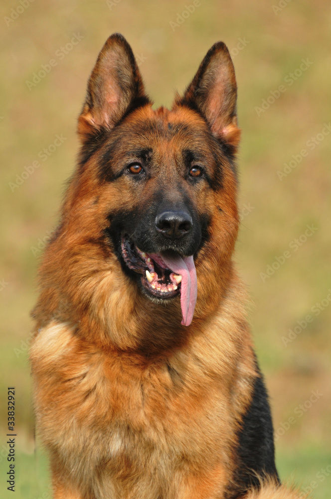 German Shepherd portrait